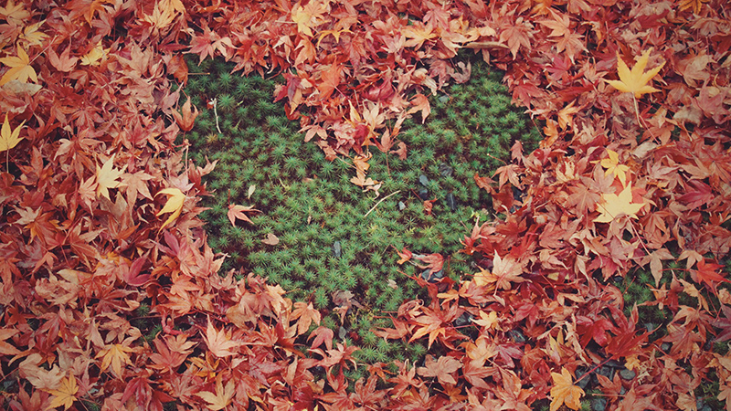 秋の紅葉した