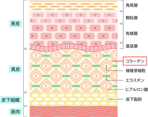 コラーゲンを摂取して美肌になるのか?